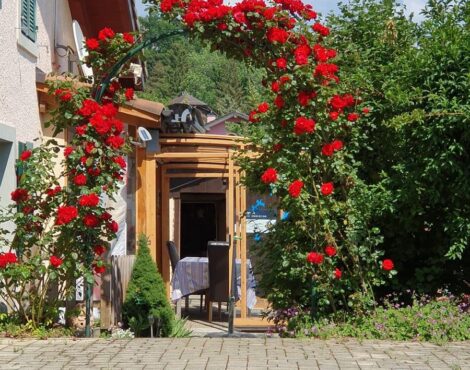 Rosiers rouges en fleurs autour de l’entrée d’une maison
