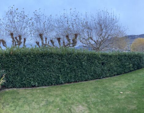 Jardin avec une haie et des arbres avant la fin des travaux de taille