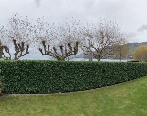 Pelouse, haie taillée et arbres entretenus dans un jardin