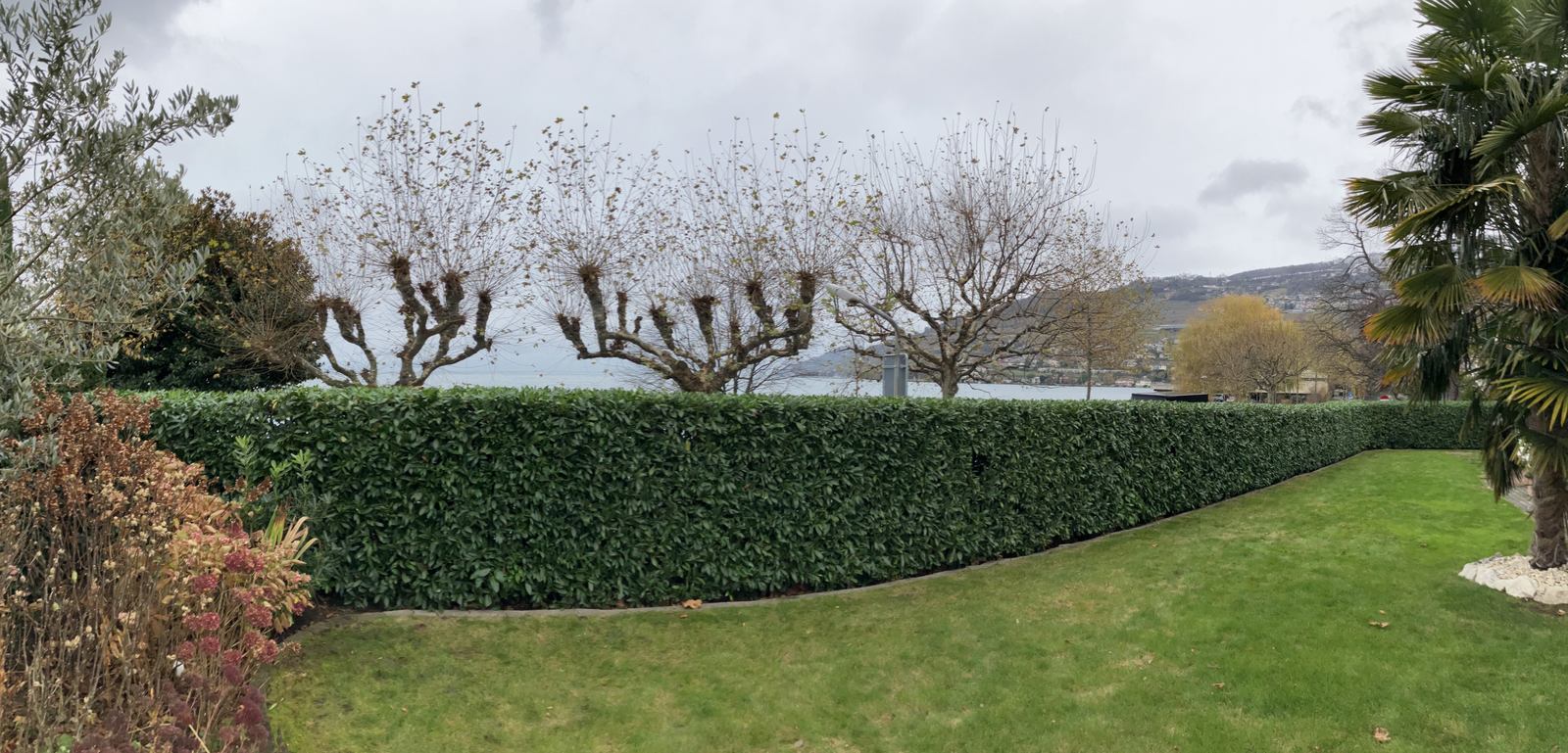 Pelouse, haie taillée et arbres entretenus dans un jardin