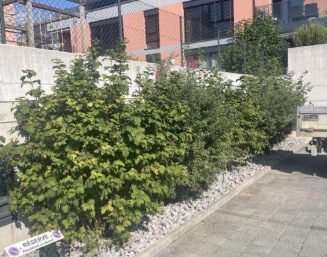 Arbuste après la taille et remise en ordre de sa bordure