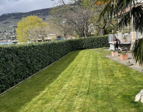 Pelouse tondue en bandes et haie entretenue dans un jardin