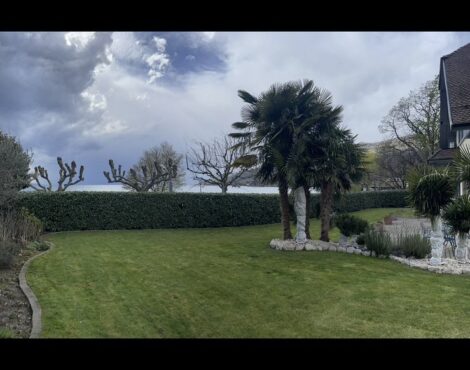 Vue d’un jardin entretenu avec une pelouse et un palmier