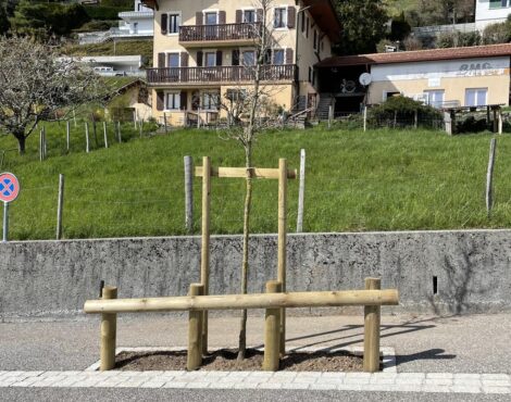 Jeune arbre planté avec une structure de tuteurage en bois