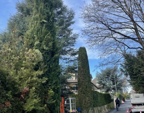 Nacelle au pied de grands arbres pour des travaux d’entretien