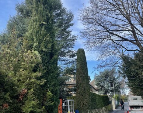 Travaux d’entretien de grands arbres avec une nacelle